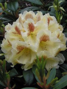 Rhodo Copper Kettles